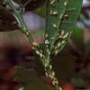 Oak Leaf Aphids