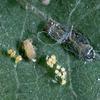 Bluegum Psyllid Colony