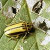 Elm Leaf Beetle